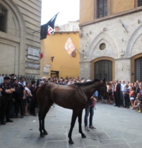 Heading to the Piazza for the Friday evening trial run. The contrada members and officers of the contrada, and the jockey follow, chanting and singing all the way into the Piazza.